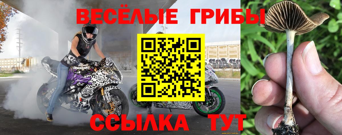 что такое наркотик  Вход с VPN  Новошахтинск  Галлюциногенные грибы GOLDEN TEACHER 